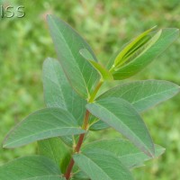 aug plants f 5033 1118
